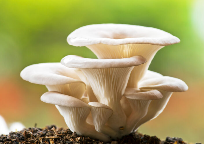 Fall Mushrooms: Safely Forage and Prepare